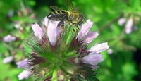 Потребление пыльцы и нозематоз у зимующих пчел